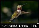 OT - Hummer CLOSE UP for Ed-young-male-annas-hummingbird-hovering-close-up-z.jpg