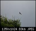 Great kite flying weather [1/1]-kite73.jpg