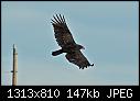 Great kite flying weather [1/1]-5-2-2009-turkey-vulture.jpg