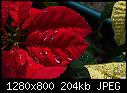 Rain drops on my poinsettias after today's storm-rain-drops-my-poinsettias-after-todays-storm.jpg